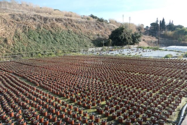 Finca Rústica en Canet de Mar